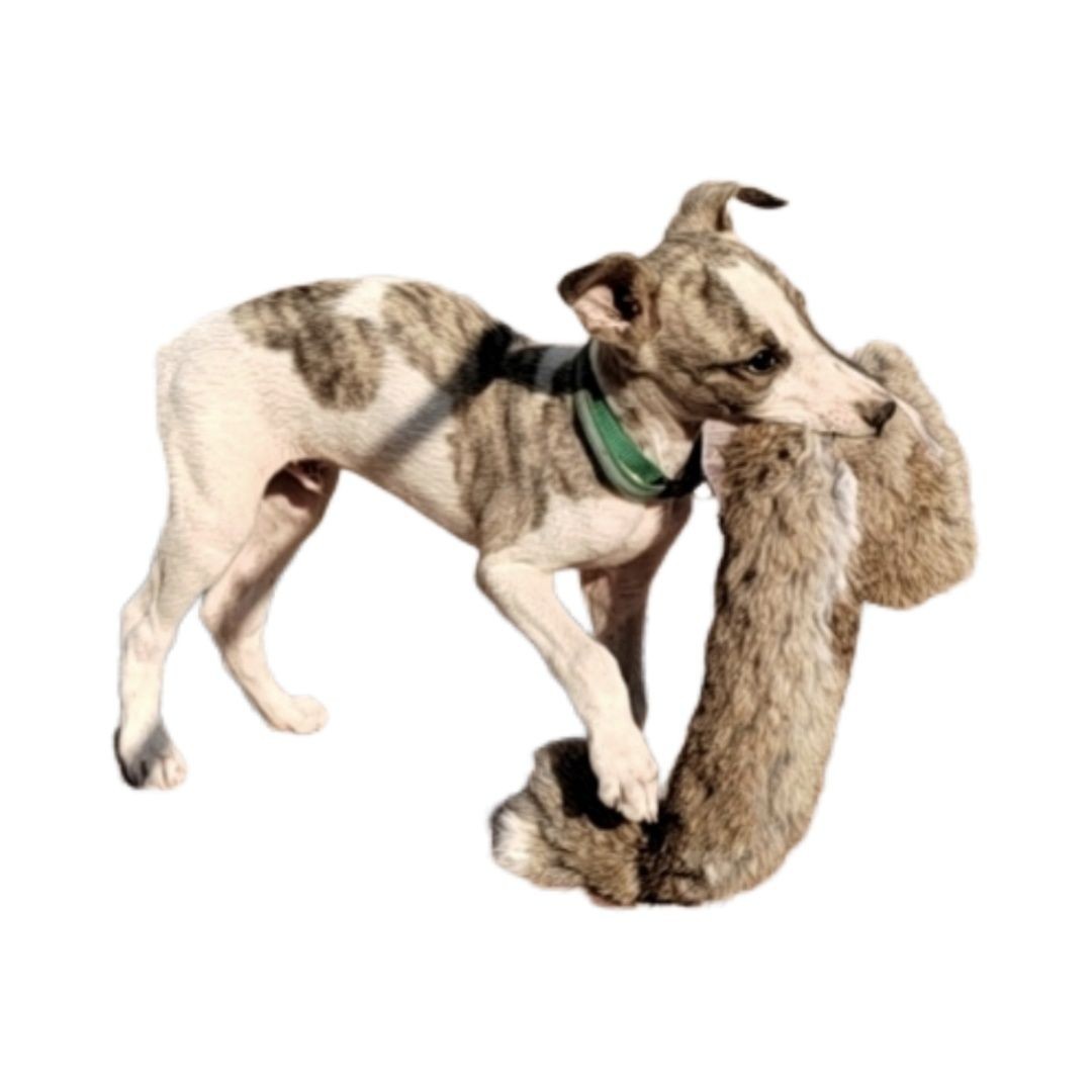 Outdoor Dog Walking Hunting Ch – Outdoor Hunting Dogs Bewertung und Preis