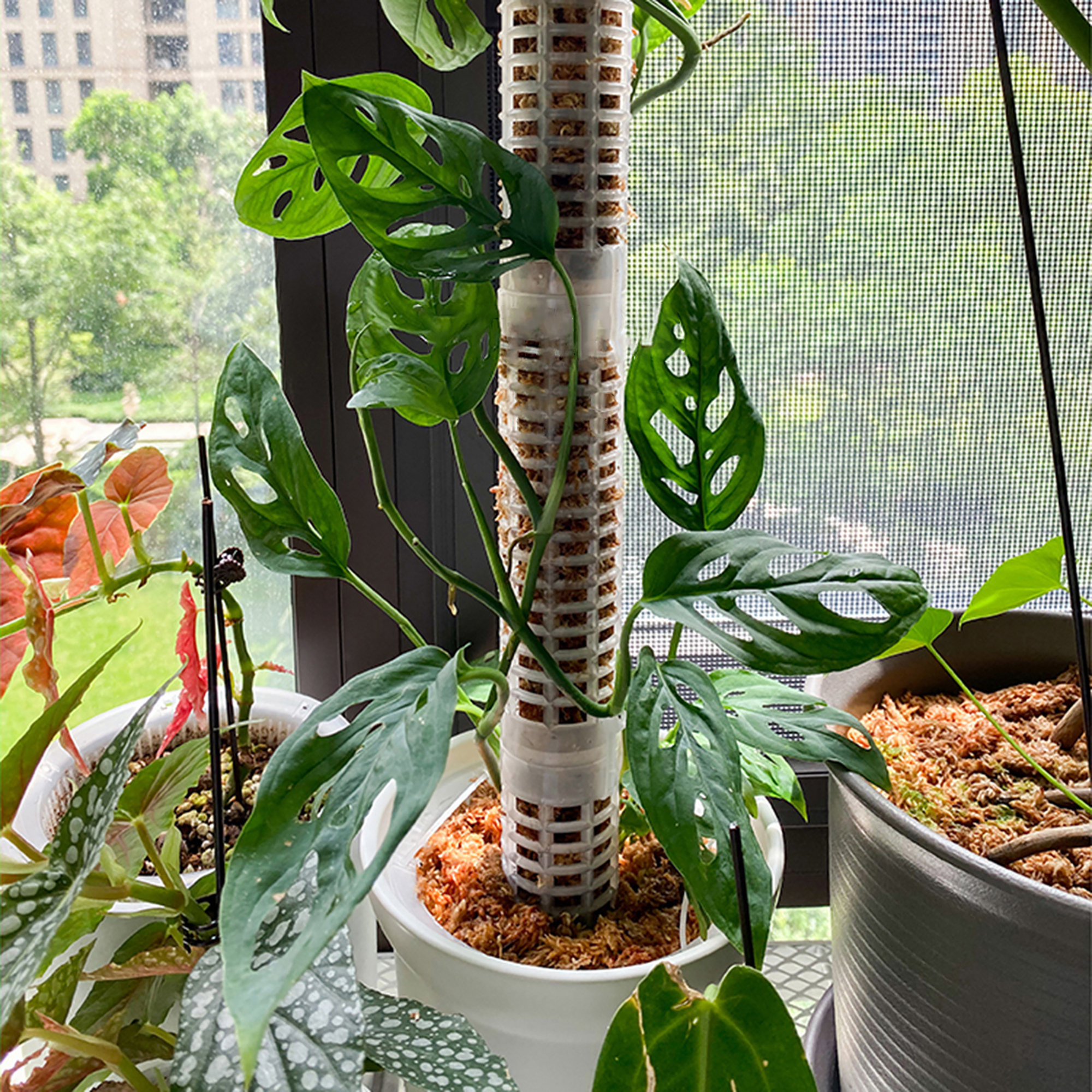 Plant Climbing Column Sphagnum – Tree Stand Ladder Bewertung und Preis